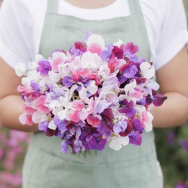 Eden Brothers Sweet Pea Seeds - Spencer Mix