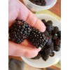 3 Triple Crown BlackBerry Plants, Organically Grown Non-GMO Bare Root
