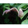 Buy Rare Seeds Aristolochia paulistana | 5_Seeds