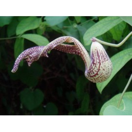 Buy Rare Seeds Aristolochia paulistana | 5_Seeds