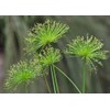 Dwarf Egyptian Papyrus - Cyperus isocladus - Non-Invasive - Indoor