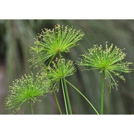 Dwarf Egyptian Papyrus - Cyperus isocladus - Non-Invasive - Indoor | Outdoor - Water Garden Bog - Live Plant - Green Texture - Emerald's - Starter Size - 4 Inch Pot
