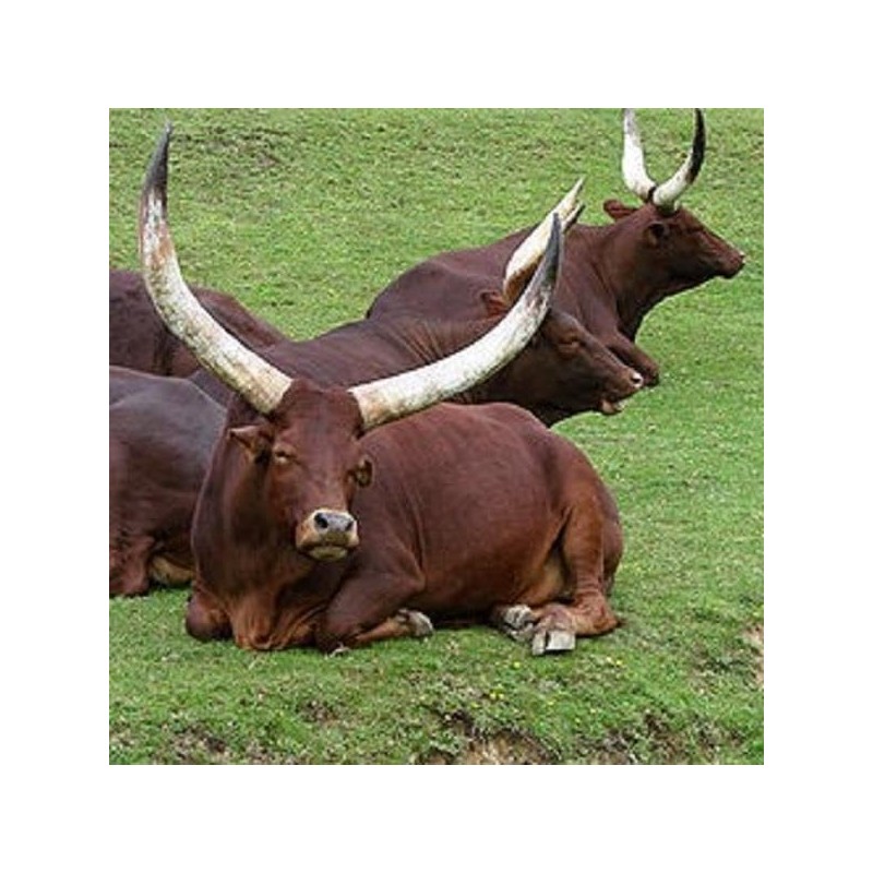 Stunning Small Polished Oxhorn Pocket Comb - Perfect for Hair