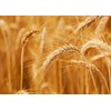 Food to Live Organic KAMUT Khorasan Wheat Berries, 1 Pound