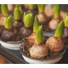 5 Delft Blue Hyacinth Bare Root Bulbs Bulbs Only