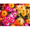 RAISE ME UP: Papper Daisy Mix Sunray Acroclinium Annual Flowers