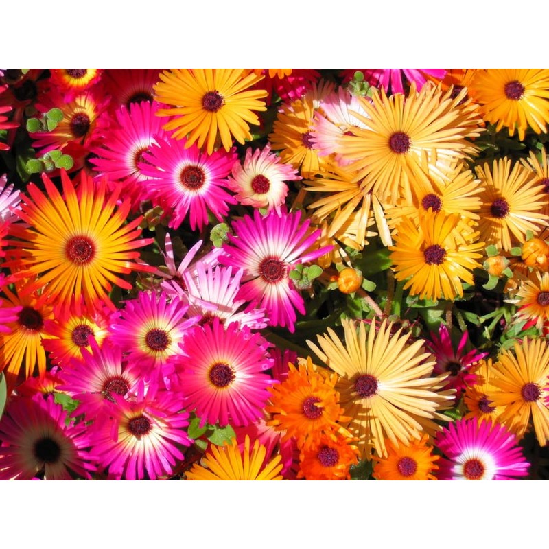 RAISE ME UP: Papper Daisy Mix Sunray Acroclinium Annual Flowers
