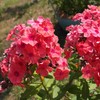 Outsidepride Phlox Crimson - 2000 Seeds