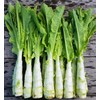 KIRA SEEDS - Seeds Asparagus Lettuce Celtuce - 65 Days