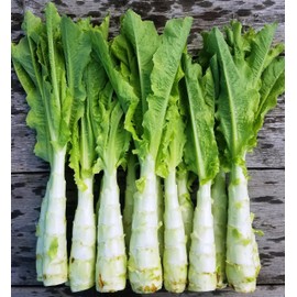 KIRA SEEDS - Seeds Asparagus Lettuce Celtuce - 65 Days for Salad - Heirloom Vegetable - GMO Free
