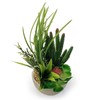 allgala Small Desktop Artificial Combination Succulent Plant Group with Natural