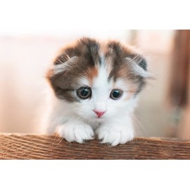 300 Piece Jigsaw Puzzle Over Here (26x38cm)