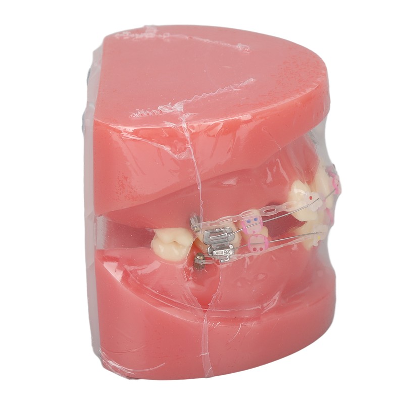 Demonstration Orthodontics Dental Model Disassembled Resin Teeth Model for Teaching