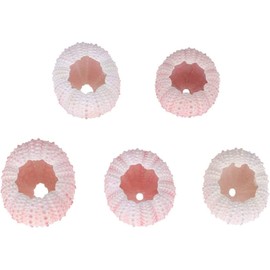 LATRAT Pack of 5 Natural Sea Urchin Shells, Nautical Decoration for Micro Landscape Decoration, DIY Crafts, Craft Projects