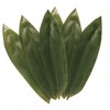 BambooMN Bamboo Leaves for Cooking Zongzi, Banana Leaf Alternative, Grilling/Barbeque,