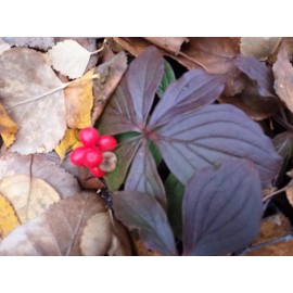 Alaska Wild Harvested Bunchberry Cornus Canadensis Alaska Wild Harvest 25 FRESH Seeds