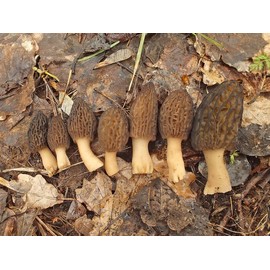 RAISE ME UP: Black Morel Mushrooms Spores (Morchella importuna) Non GMO Heirloom 100 Seeds