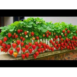 Red Climbing Hanging Strawberry Seeds for Planting - Everbearing Garden Fruit 200+ Pcs Seeds