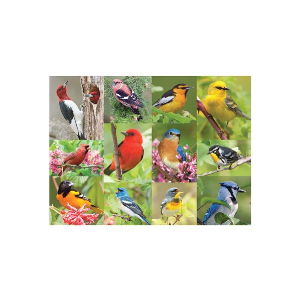 Springbok's 500 Piece Jigsaw Puzzle Birds of a Feather, Multi