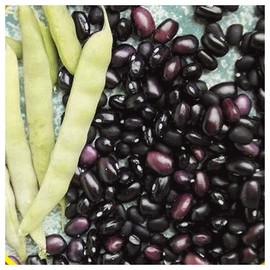 Everwilde Farms - 100 Black Turtle Dry Bean Seeds - Gold Vault Jumbo Seed Packet