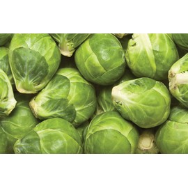Brussel Sprouts Seeds for Planting, Catskill, 1 gram, 270 Seeds, Grow Heirloom Brussels Sprouts Fresh in Your Garden, Non-GMO