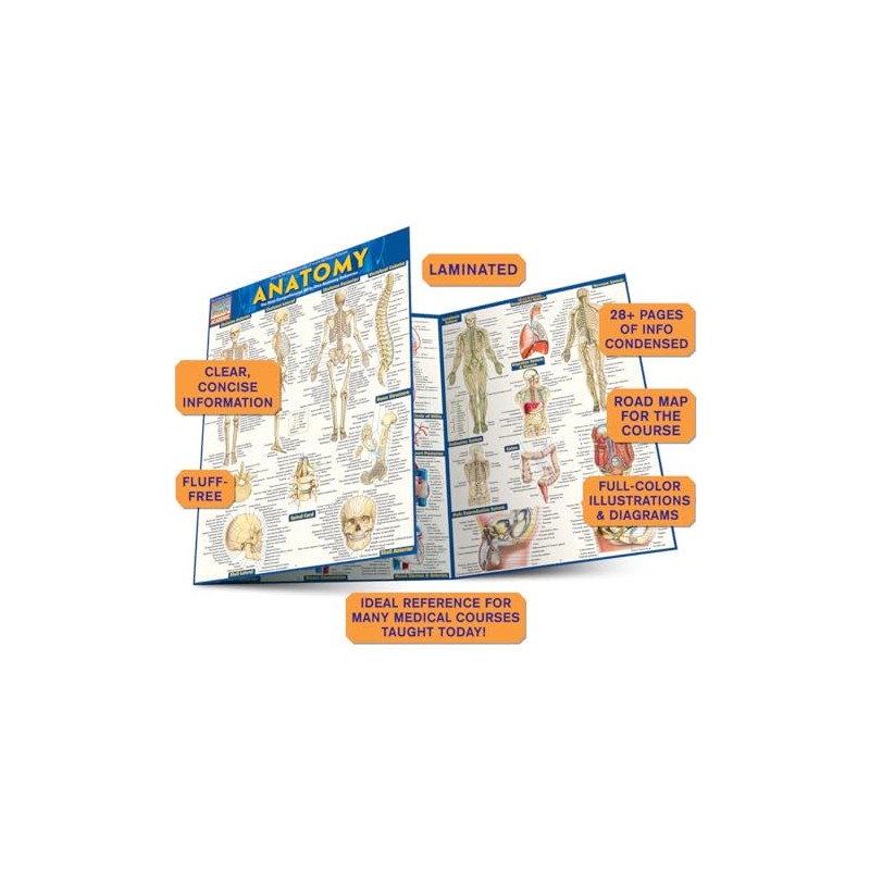 QuickStudy Anatomy QuickStudy Laminated Reference Guide (QuickStudy Academic)