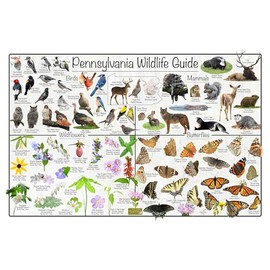 Pennsylvania Wildlife Guide Nature Poster - Science Chart Divided into State Birds, Mammals, Wildflowers, and Butterflies (12" x 18")