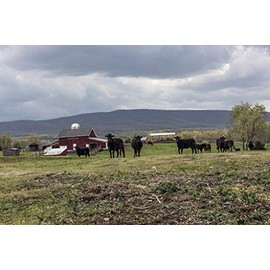 Historic Pictoric Hampshire County, WV Photo - Attentive Cows on The Ralph O. Lamp Farm in Hampshire County, West Virginia - 12in x 8in