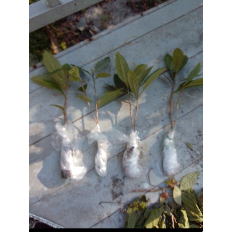 Tree 2 Live Plants 4-8"Tree Japanese Plum 1 Year old