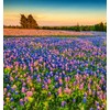 750+ Blue Lupinus Texas Bluebonnet Wildflower Seeds for Planting Home
