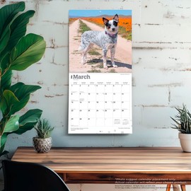 Australian Cattle Dogs | 2026 12 x 24 Inch (Hanging) Monthly Square Wall Calendar | Plastic-Free | BrownTrout | Animals Dog Breeds