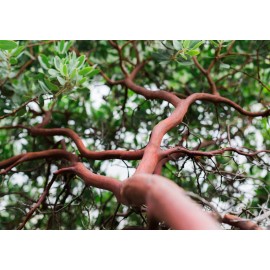 Tree Austin Griffiths Manzanita Tree, Landscape Focal Point,Pre-Bons - 2 Trees