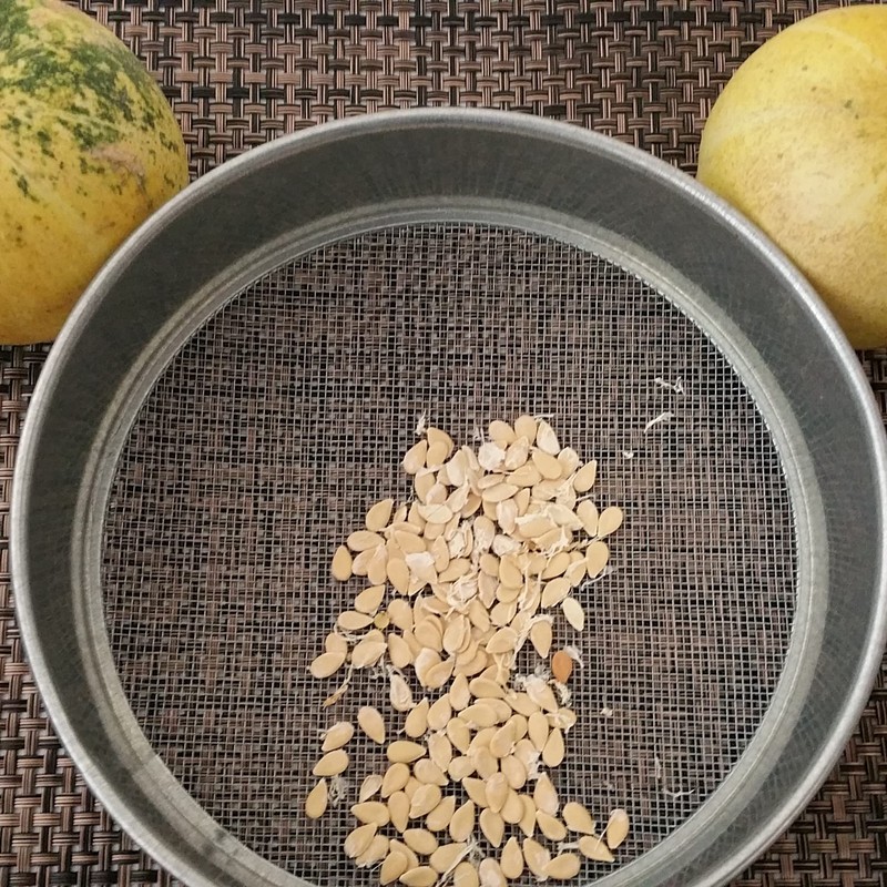 Buffalo Gourd Seeds (Cucurbita foetidissima) Packet of 10 Seeds