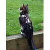 Mynwood Cat Jacket Harness for Kittens or Adult Cats (Arctic Camouflage, Kitten)