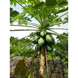 Serendipity Seeds Papaya Tree 20 Heirloom Seeds-Carica Papaya -Nice tropical For Container Growing