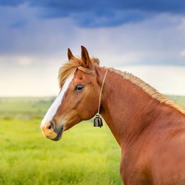 8 Pcs Cow Horse Sheep Grazing Copper Bells, Loud Bronze Bell Metal Red bronze Cow Bells, Cattle Farm Animal Copper, for Cattle goat Animal Farm Anti-Theft Accessories, Bring 3 Meters of Rope