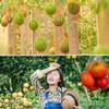 Ruayia Pack of 50 Watermelon Nets, Melon Nets for Garden,