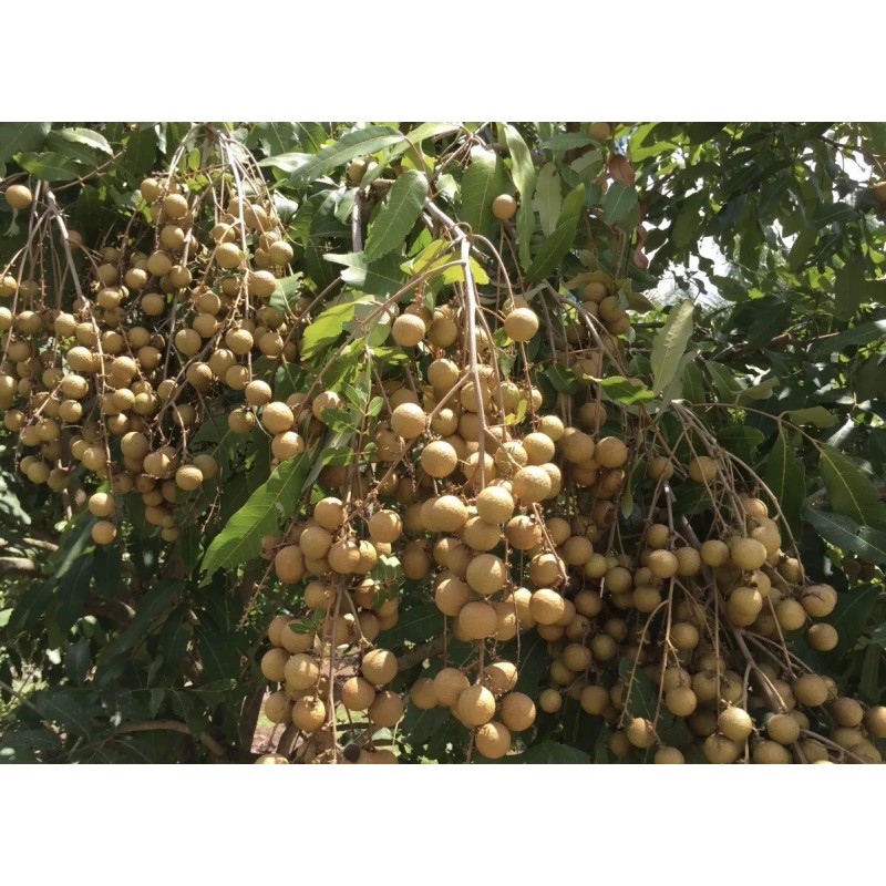 Longan 1 Longan Dimocarpus Dragon Eye With Pot 8” Seedling