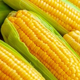 25 Golden Bantam Corn Seeds for Planting Non GMO Heirloom Seeds Fresh Garden Seed