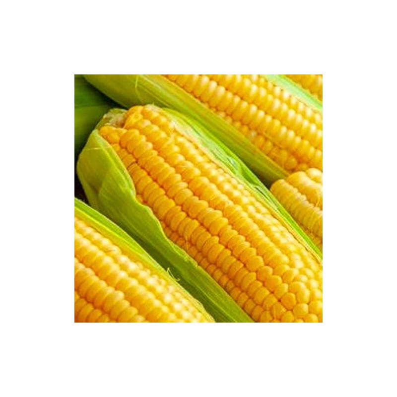 25 Golden Bantam Corn Seeds for Planting Non GMO Heirloom