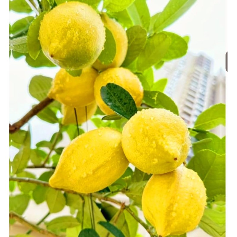 70 Seeds Lemon Trees Dwarf Lemon Bonsai. Perfume Lemon All-in-One
