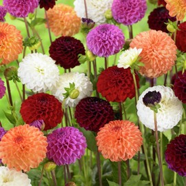 Dahlia Pompon Colorful Mix Garden Flower Seeds for Planting 30 Seeds