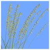 Everwilde Farms - 1 Lb Side-Oats Grama Native Grass Seeds