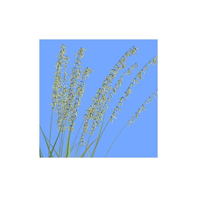 Everwilde Farms - 1 Lb Side-Oats Grama Native Grass Seeds