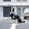 JoyDaog Warm Fleece Dog Coats for Small Dogs,D-Rings Waterproof Puppy