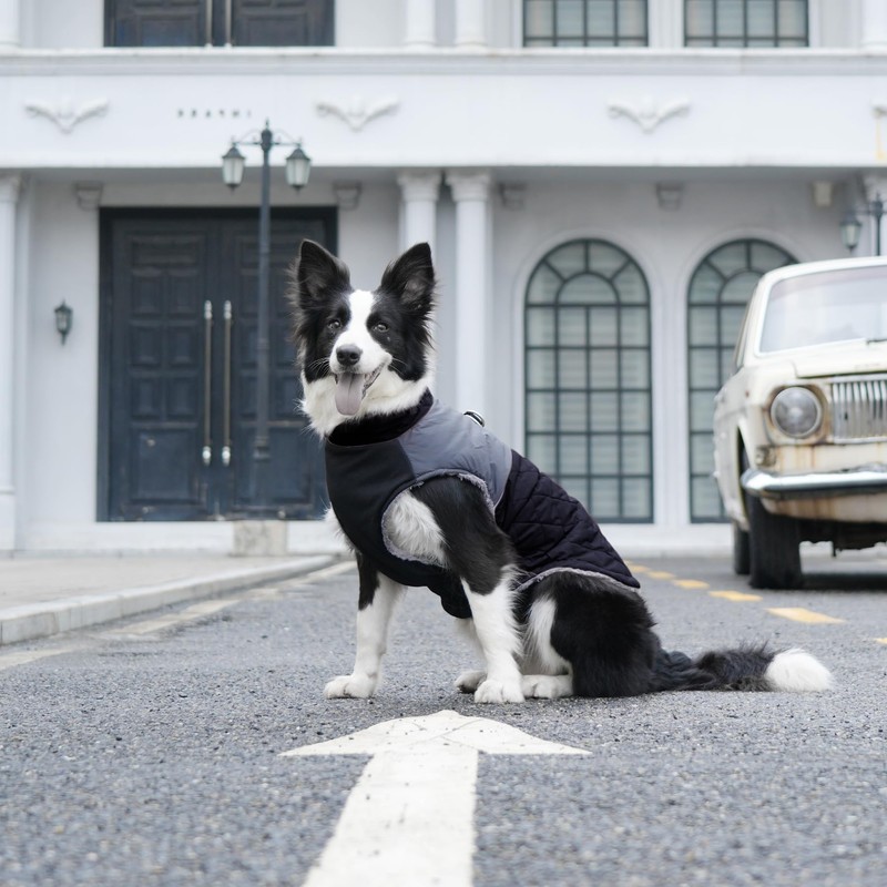 JoyDaog Warm Fleece Dog Coats for Small Dogs,D-Rings Waterproof Puppy