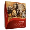 African Dawn Estate Rooibos Tea, 40 Tagless Tea Bags, Single