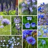 200 Blue Wildflower Seed Mix. USA Seeds. Organic. Ships free