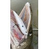 Esca di pesca a esca precisione, 1, RA5823067