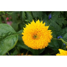 RattleFree Sunflower Seeds for Planting | Heirloom & Non-GMO | 50 Teddy Bear Sunflower Seeds to Plant in Home Gardens | Full Planting Instructions on Each Planting Packet